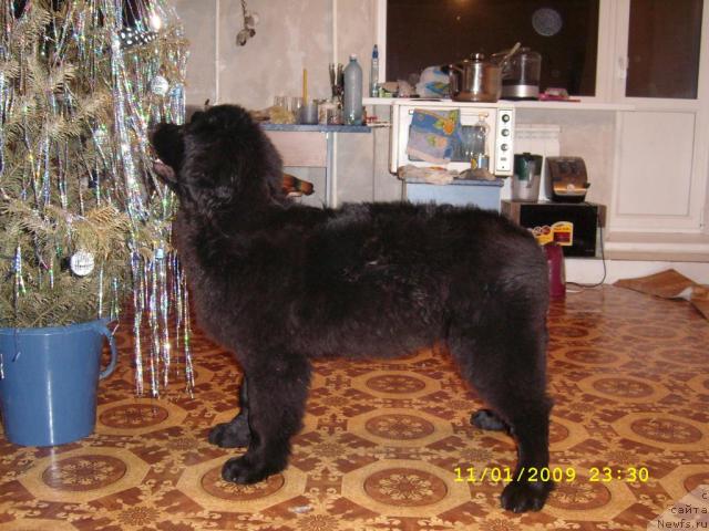 Фото: ньюфаундленд Жемчужина Сибири от Марлеон Дусвик