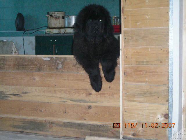 Фото: ньюфаундленд Сент Джонс Круиз (Sent Djons Kruiz)