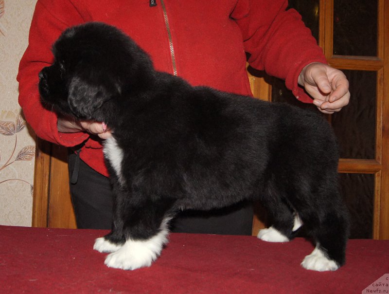 Фотография № 219002