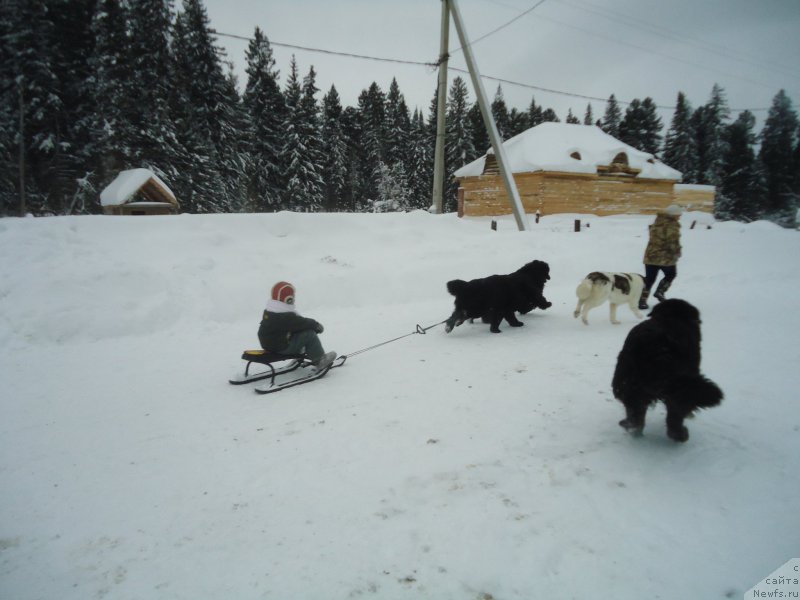 Фотография № 219005