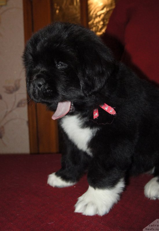 Фотография № 219010