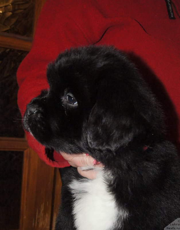 Фотография № 219012