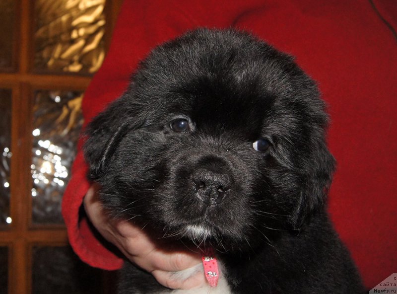 Фотография № 219013