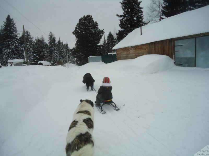 Фотография № 219020