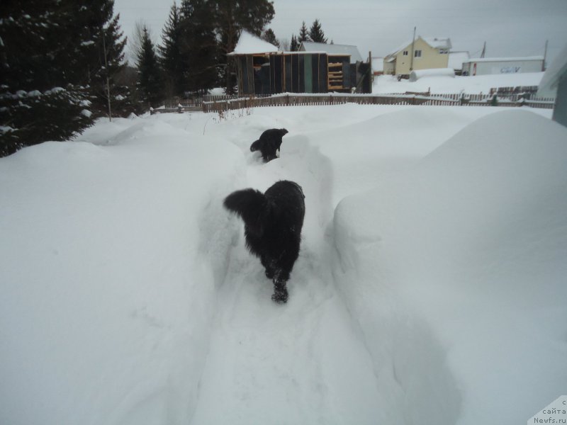 Фотография № 219021