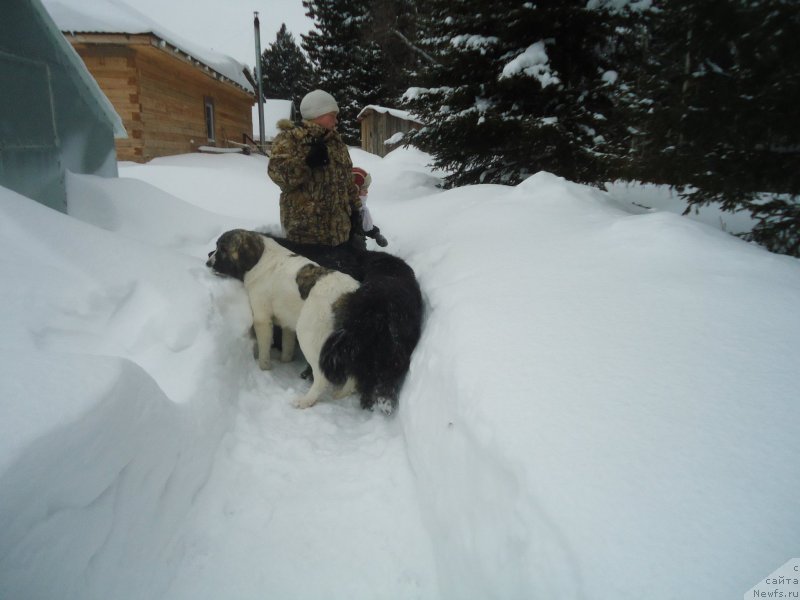 Фотография № 219022