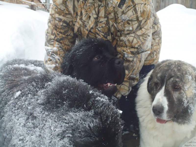 Фотография № 219027