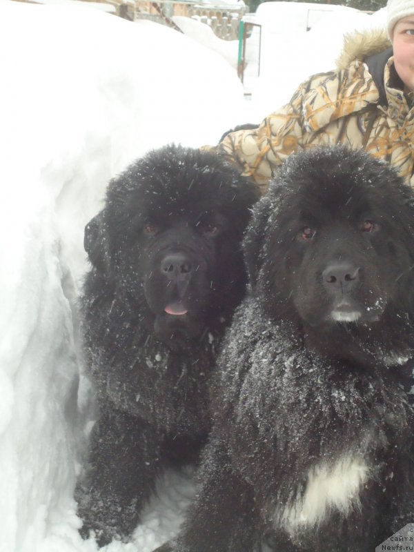 Фотография № 219029