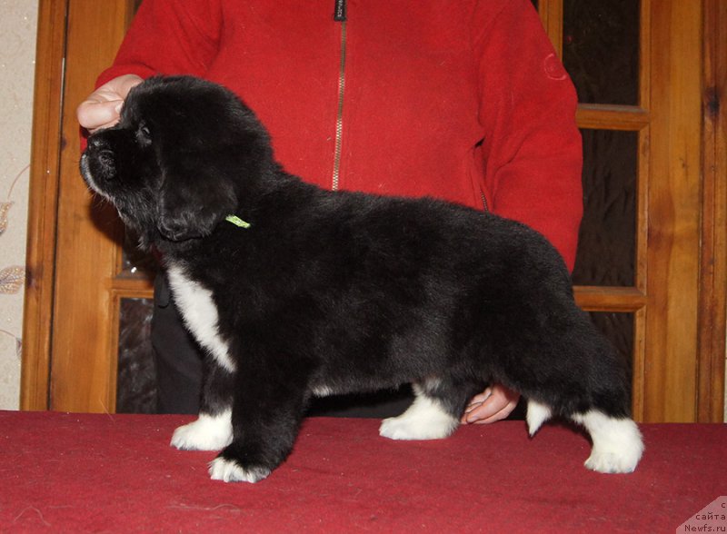 Фото: ньюфаундленд Супер Бизон Таисса