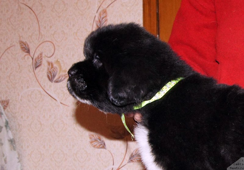 Фотография № 219033