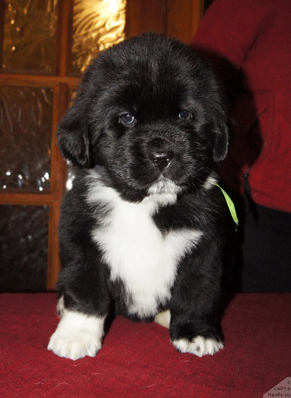 Фотография № 219034