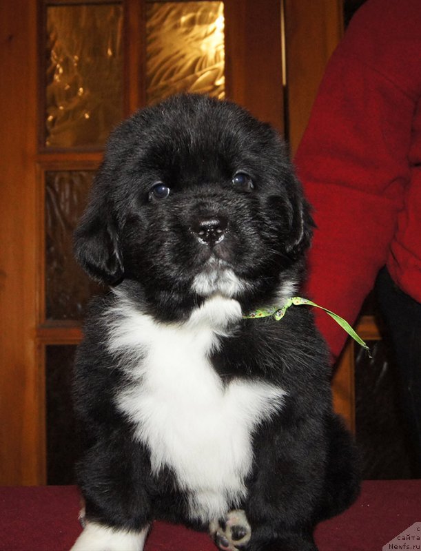 Фотография № 219035