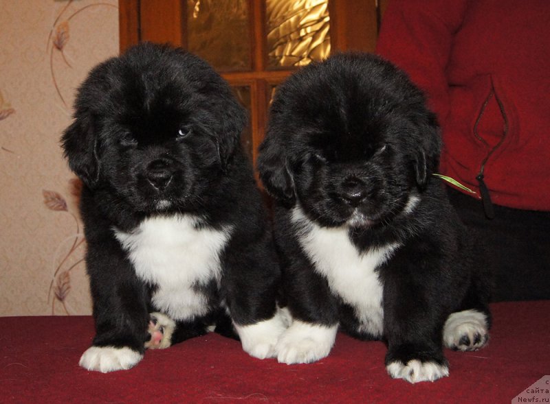 Фотография № 219037