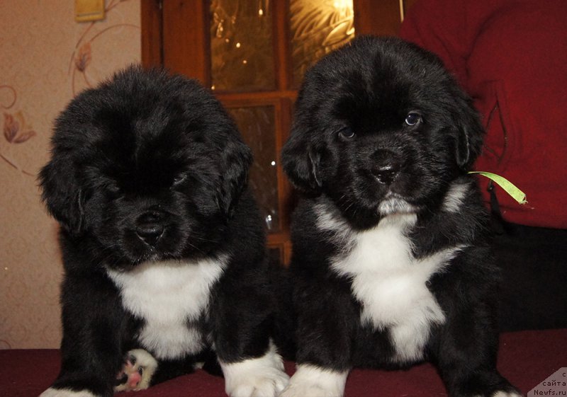 Фотография № 219039