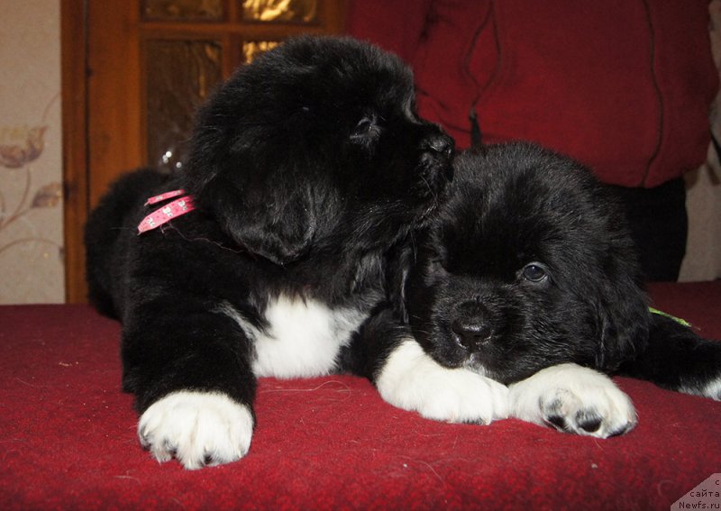 Фотография № 219042