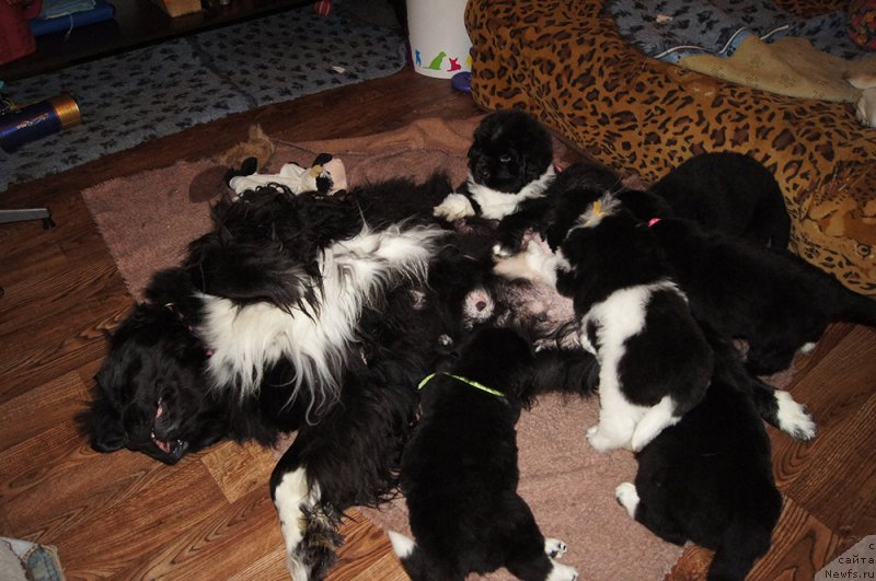 Фото: ньюфаундленд Супер Бизон Индия, ньюфаундленд Супер Бизон Тадж-Махал, ньюфаундленд Супер Бизон Томас, ньюфаундленд Супер Бизон Татонка, ньюфаундленд Супер Бизон Тагор, ньюфаундленд Супер Бизон Тея, ньюфаундленд Супер Бизон Таисса