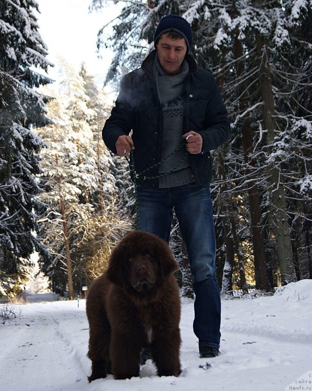 Фото: ньюфаундленд Браунблад МСК Армата Лойар Аид (Brownblood MSK Armata Loyar Aid)