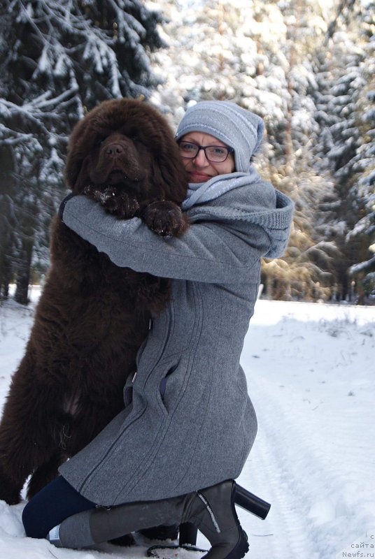 Фото: ньюфаундленд Браунблад МСК Армата Лойар Аид (Brownblood MSK Armata Loyar Aid)