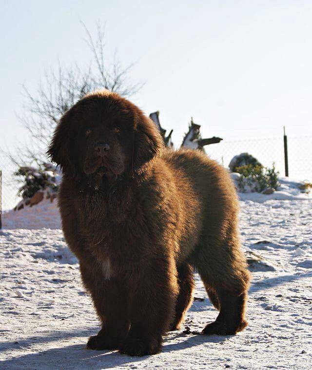 Фото: ньюфаундленд Браунблад МСК Армата Лойар Аид (Brownblood MSK Armata Loyar Aid)