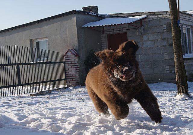 Фото: ньюфаундленд Браунблад МСК Армата Лойар Аид (Brownblood MSK Armata Loyar Aid)