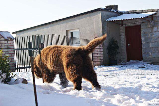 Фото: ньюфаундленд Браунблад МСК Армата Лойар Аид (Brownblood MSK Armata Loyar Aid)