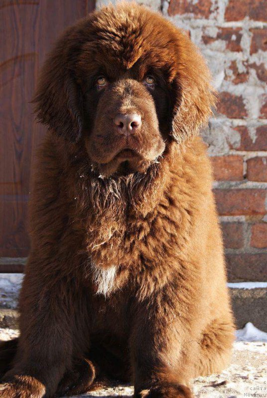 Фото: ньюфаундленд Браунблад МСК Армата Лойар Аид (Brownblood MSK Armata Loyar Aid)