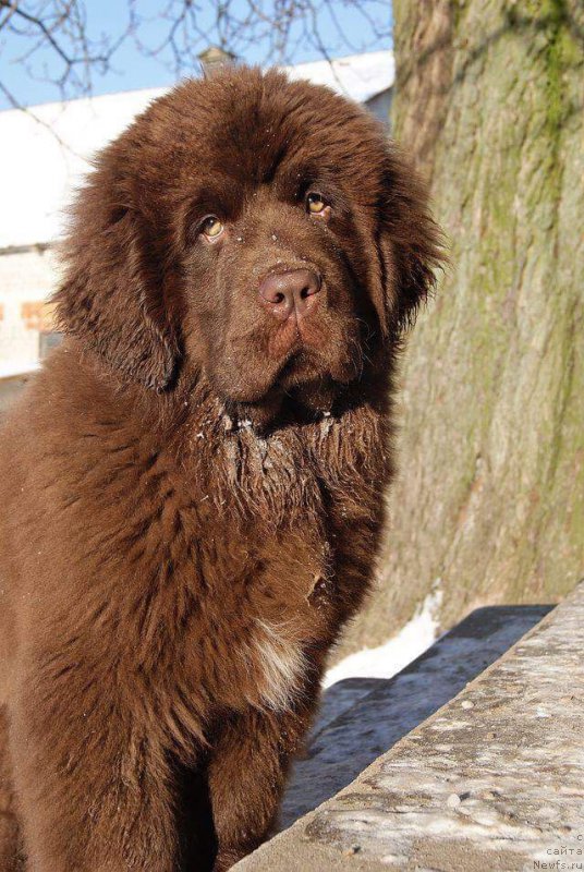 Фото: ньюфаундленд Браунблад МСК Армата Лойар Аид (Brownblood MSK Armata Loyar Aid)