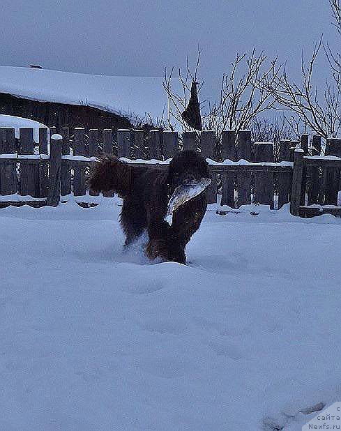 Фото: ньюфаундленд Фанньюф Авалон (Funnewf Avalon)