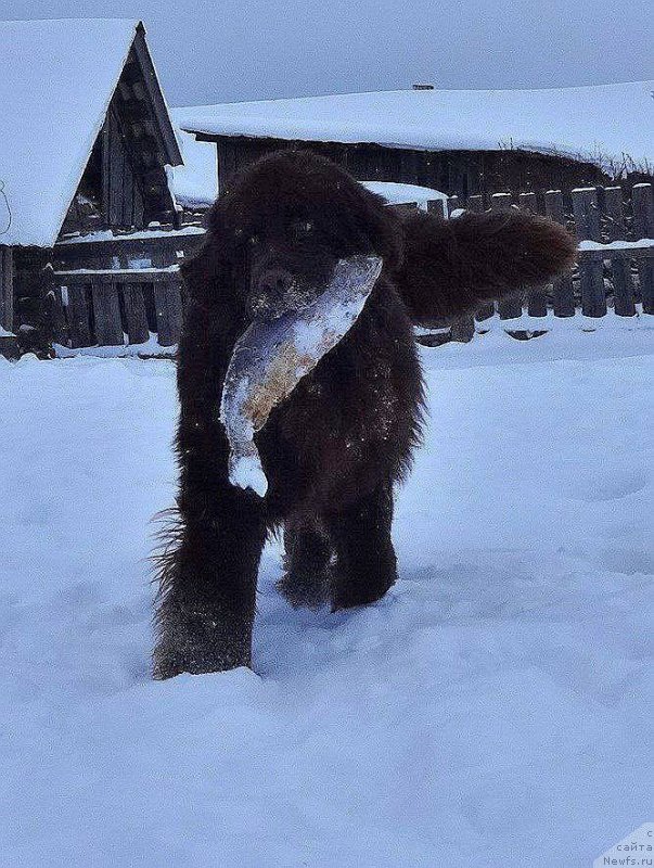 Фото: ньюфаундленд Фанньюф Авалон (Funnewf Avalon)