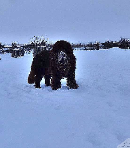 Фото: ньюфаундленд Фанньюф Авалон (Funnewf Avalon)