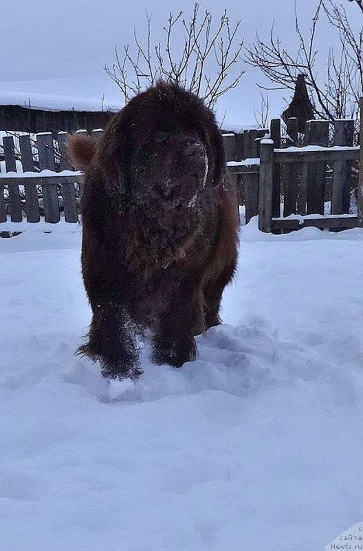 Фото: ньюфаундленд Ньюфорт Ворожея
