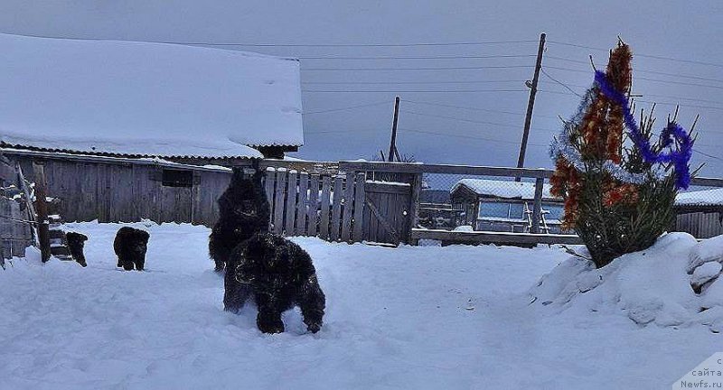 Фото: ньюфаундленд Ньюфорт Царица Ночи