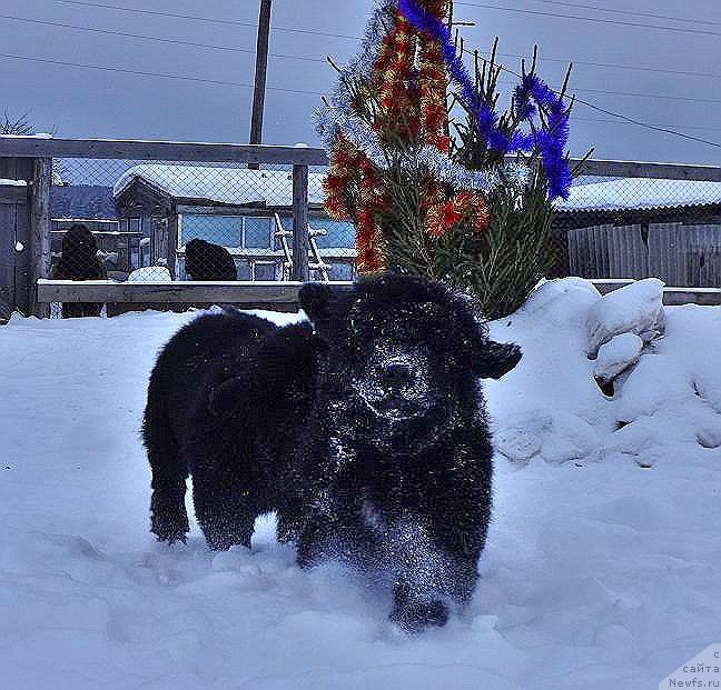 Фото: ньюфаундленд Ньюфорт Царица Ночи