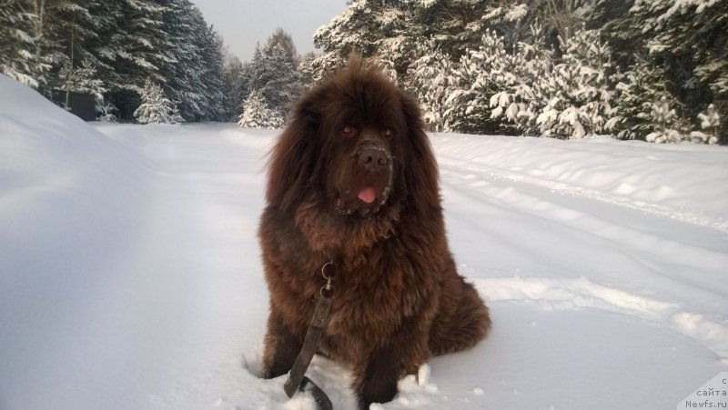 Фото: ньюфаундленд Ньюфорт Ровер Браун