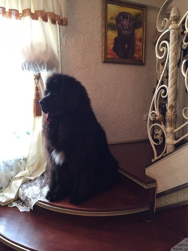 Фотография № 219066