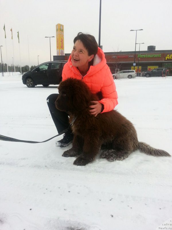 Фото: ньюфаундленд Браунблад МСК Альфа-Ромео Голд Бадди (Brownblood MSK Alfa-Romeo Gold Baddy)