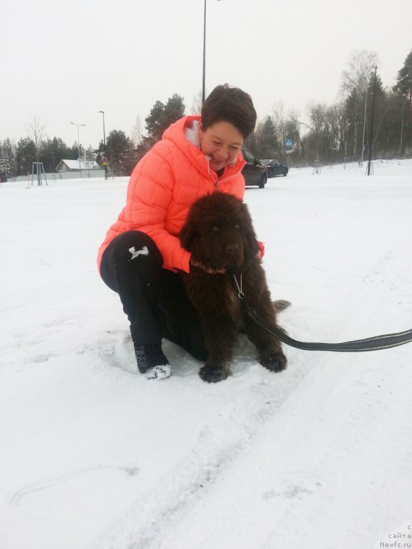 Фото: ньюфаундленд Браунблад МСК Альфа-Ромео Голд Бадди (Brownblood MSK Alfa-Romeo Gold Baddy)