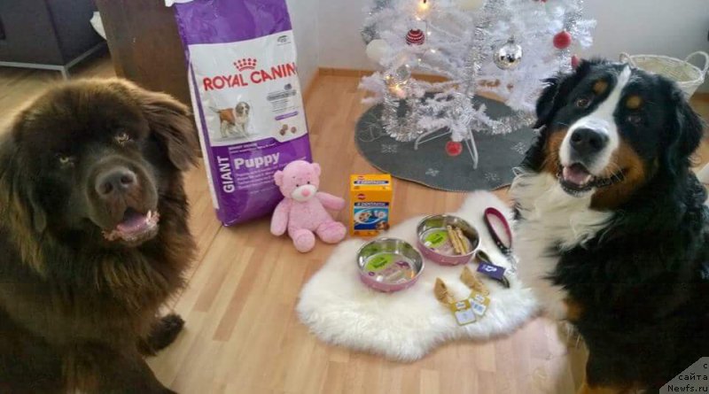 Фото: Друзья Ромки, ньюфаундленд Браунблад МСК Альфа-Ромео Голд Бадди (Brownblood MSK Alfa-Romeo Gold Baddy)