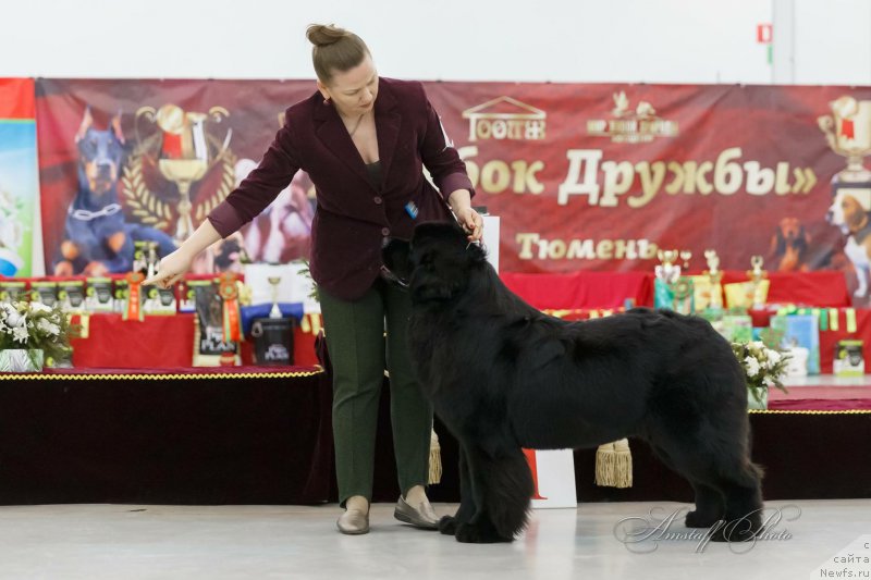 Фото: ньюфаундленд Акватория Келвин Жасмин (Aquatoriya Kelvin Zhasmin)