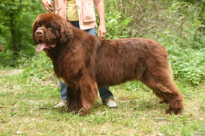 Фото: ньюфаундленд Newfashion The Crowd Goes Wild