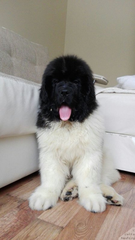 Фото: ньюфаундленд Водолей от Карельских Медведей