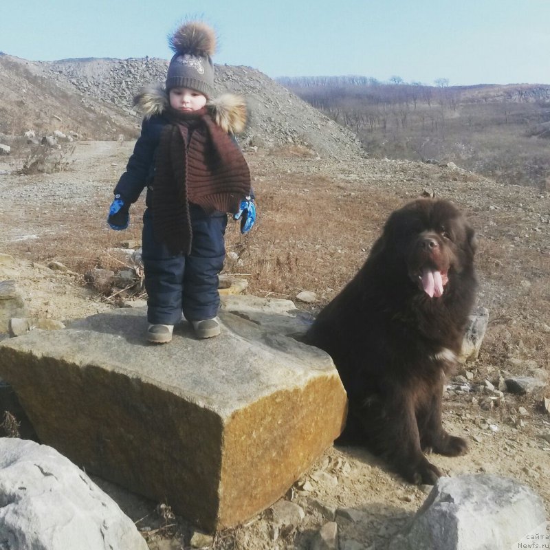 Фото: ньюфаундленд Акватория Келвин Риверданс (Aquatoriya Kelvin Riverdance)