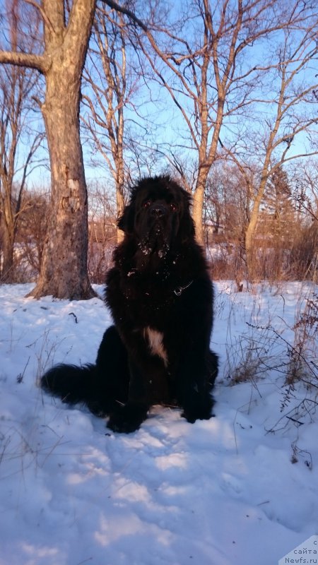 Фото: ньюфаундленд Талисман Моря Ла-Валетта