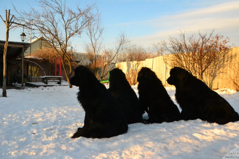 Фото: ньюфаундленд Талисман Моря Магия Волн, ньюфаундленд Талисман Моря Мишель, ньюфаундленд Талисман Моря Ла-Валетта, ньюфаундленд I'm Little Princess Midnight Bear