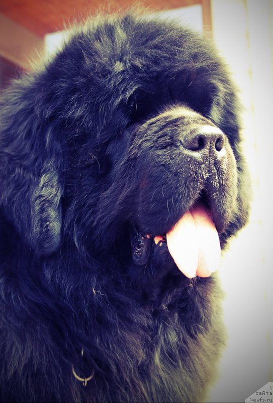 Фото: ньюфаундленд Milord Nuo Ozo Kalvu