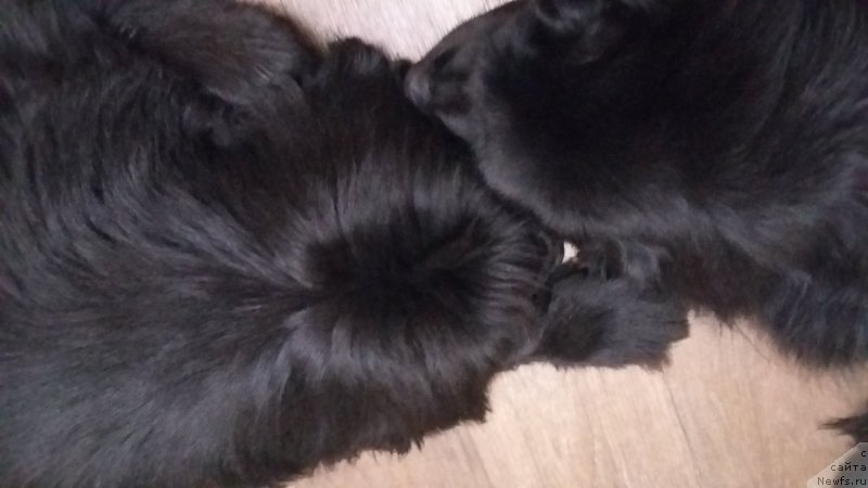 Фотография № 219114