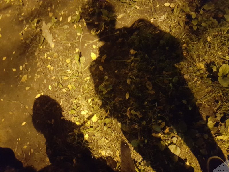 Фото: ньюфаундленд Бегущая по Волнам Год Блеек Кюеен (Beguschaya po Volnam God Bless Queen), Владимир Константинов