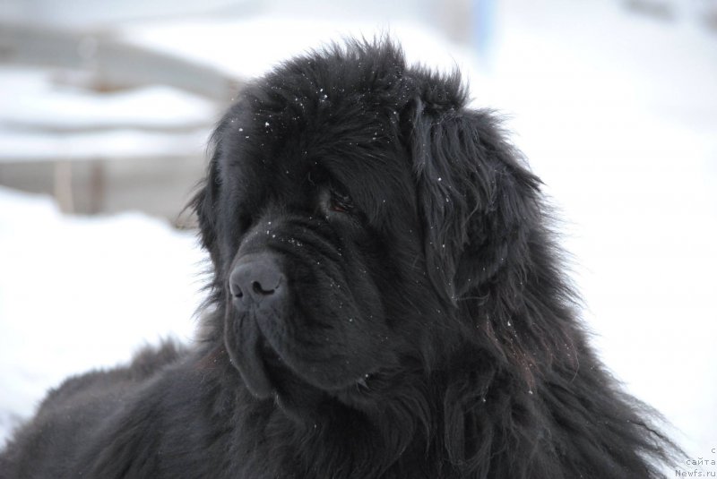Фото: ньюфаундленд Хариетта Ембодимент оф а Греат Претендер (Harrieta Embodiment of a Great Pretender)
