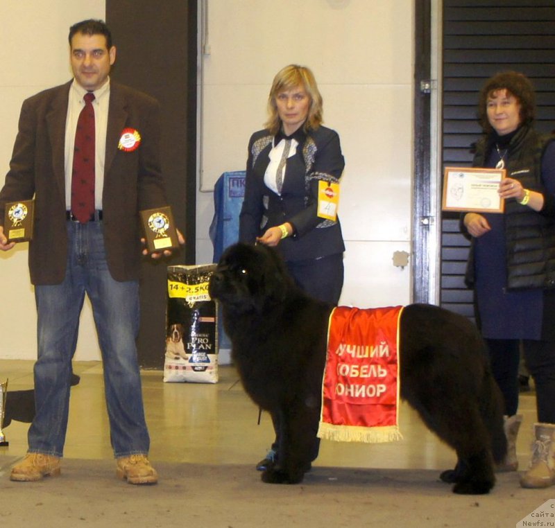 Фото: ньюфаундленд Смигар Агдай Виртус (Smigar Agday Virtus)