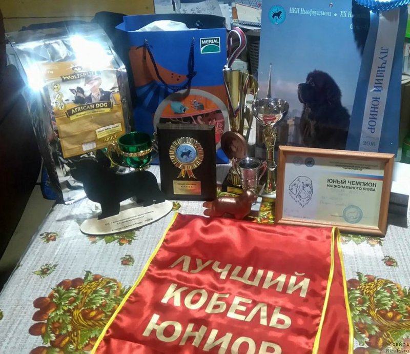 Фото: ньюфаундленд Смигар Агдай Виртус (Smigar Agday Virtus)